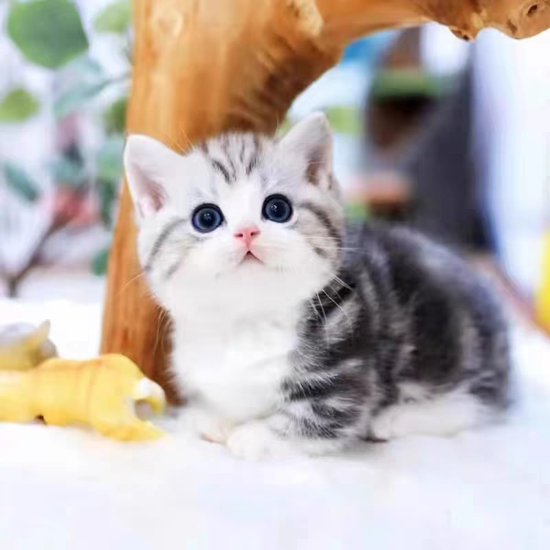 猫舍直销批发价格出售曼基康矮脚猫